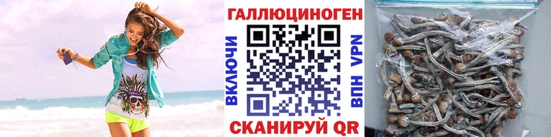 блэк спрут зеркало  купить наркотики цена  Абакан  Псилоцибиновые грибы MAGIC MUSHROOMS 